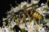 Gewone wesp (Vespula vulgaris)