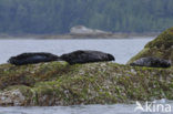 Gewone zeehond (Phoca vitulina) 