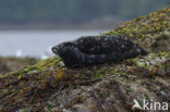 Gewone zeehond (Phoca vitulina) 