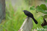 Smooth-billed Ani (Crotophaga ani)