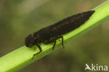 Hairy Dragonfly (Brachytron pratense)