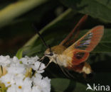 Glasvleugelpijlstaart (Hemaris fuciformis)