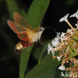 Glasvleugelpijlstaart (Hemaris fuciformis)