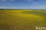 Buttonweed (Cotula coronopifolia)