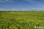 Buttonweed (Cotula coronopifolia)