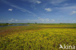 Buttonweed (Cotula coronopifolia)