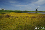 Buttonweed (Cotula coronopifolia)