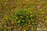 Buttonweed (Cotula coronopifolia)