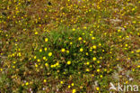 Goudknopje (Cotula coronopifolia)