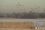 Grey Lag-Goose (Anser anser)