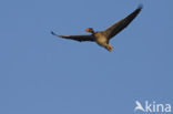 Grey Lag-Goose (Anser anser)