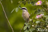 Red-backed Shrike (Lanius collurio)