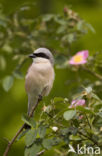 Red-backed Shrike (Lanius collurio)