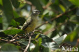 Grey Elaenia (Myiopagis caniceps)