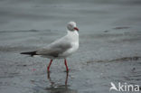 Grijskopmeeuw (Larus cirrocephalus)