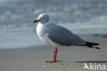 Grijskopmeeuw (Larus cirrocephalus)