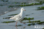 Grey-headed Gull (Larus cirrocephalus)