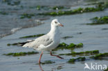 Grijskopmeeuw (Larus cirrocephalus)