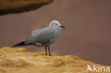 Grijze meeuw (Larus modestus)