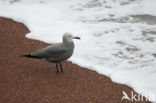 Grijze meeuw (Larus modestus)