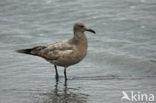 Grijze meeuw (Larus modestus)