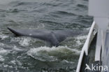 Grey Whale (Eschrichtius robustus)