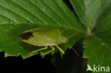 Green shieldbug (Palomena prasina)