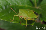 Green shieldbug (Palomena prasina)