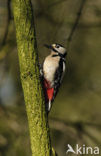 Grote Bonte Specht (Dendrocopos major)