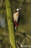 Grote Bonte Specht (Dendrocopos major)