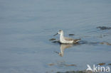 Wilson’s Phalarope (Phalaropus tricolor)