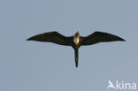 Great Frigatebird (Fregata minor)