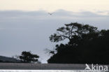 Great Frigatebird (Fregata minor)