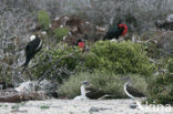 Grote Fregatvogel (Fregata minor)