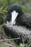 Great Frigatebird (Fregata minor)