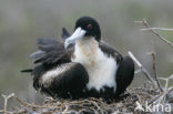 Grote Fregatvogel (Fregata minor)