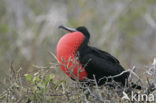 Grote Fregatvogel (Fregata minor)