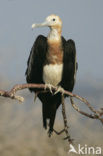 Great Frigatebird (Fregata minor)