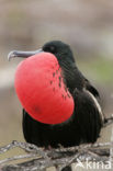 Great Frigatebird (Fregata minor)