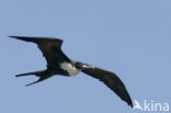 Great Frigatebird (Fregata minor)