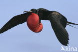 Great Frigatebird (Fregata minor)