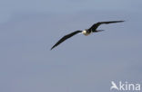 Great Frigatebird (Fregata minor)