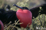 Grote Fregatvogel (Fregata minor)