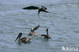 Great Frigatebird (Fregata minor)