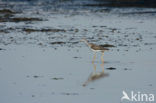 Grote Geelpootruiter (Tringa melanoleuca)