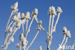 Grote kaardebol (Dipsacus fullonum)