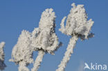 Grote kaardebol (Dipsacus fullonum)