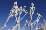 Grote kaardebol (Dipsacus fullonum)