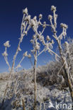 Grote kaardebol (Dipsacus fullonum)