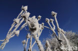 Grote kaardebol (Dipsacus fullonum)